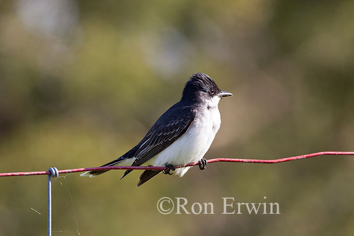 Eastern Kingbird