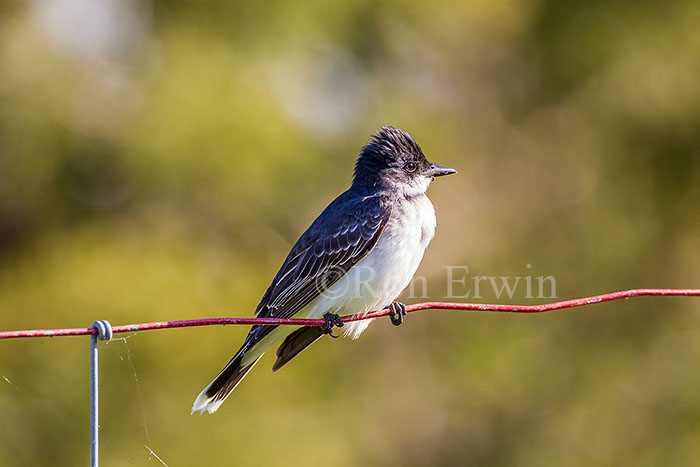 Eastern Kingbird
