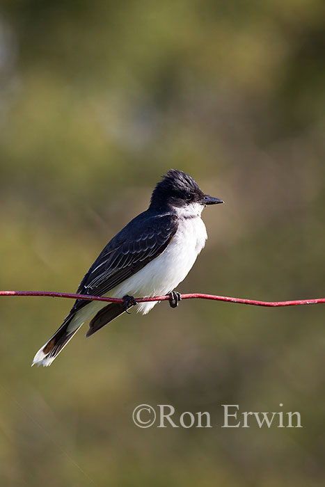 Eastern Kingbird