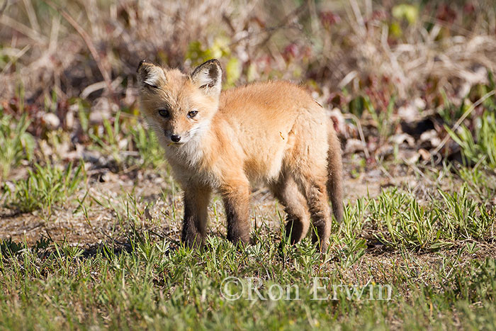 Red Fox Kit