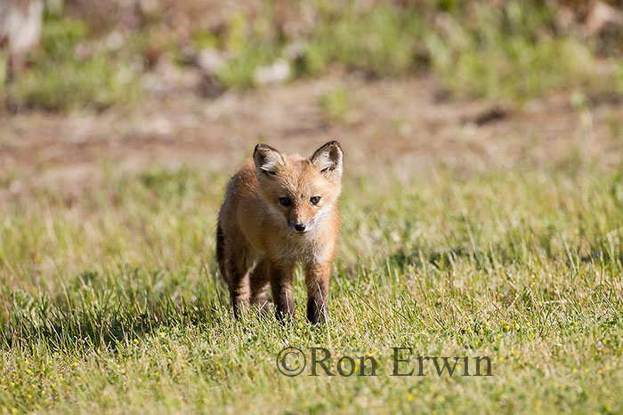 Red Fox Kit