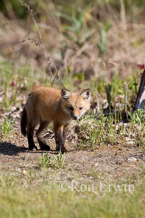 Red Fox Kit