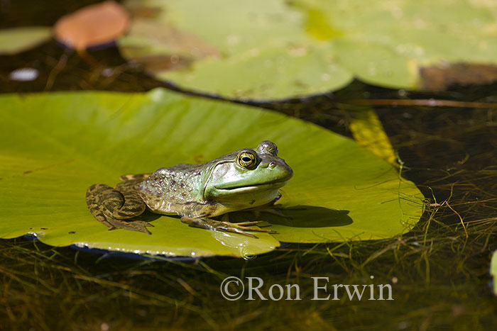 Bullfrog