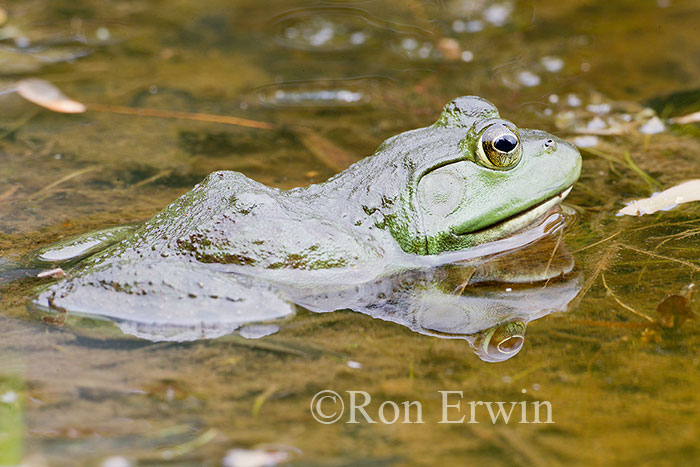 Bullfrog