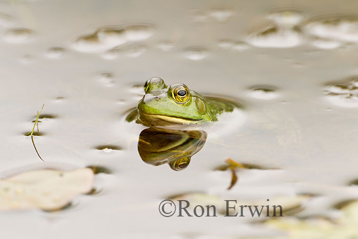 Bullfrog