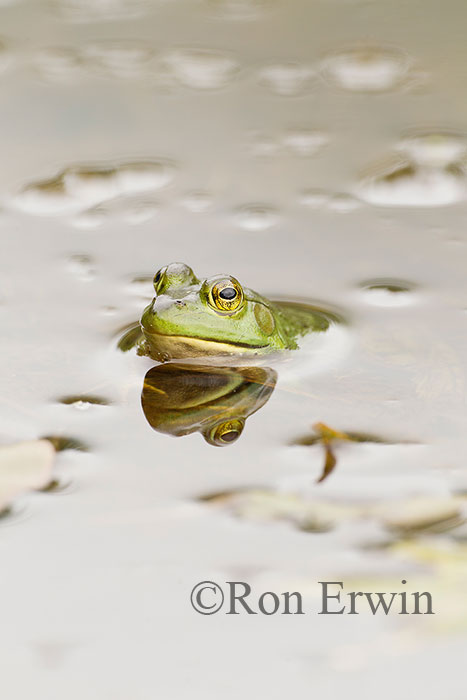 Bullfrog