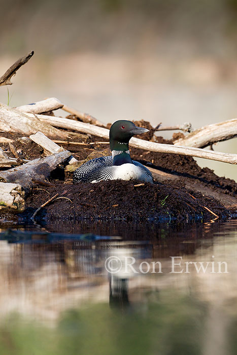 Common Loon on Nest