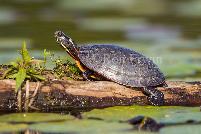 Midland Painted Turtle