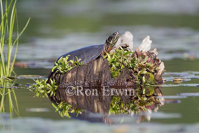 Midland Painted Turtle