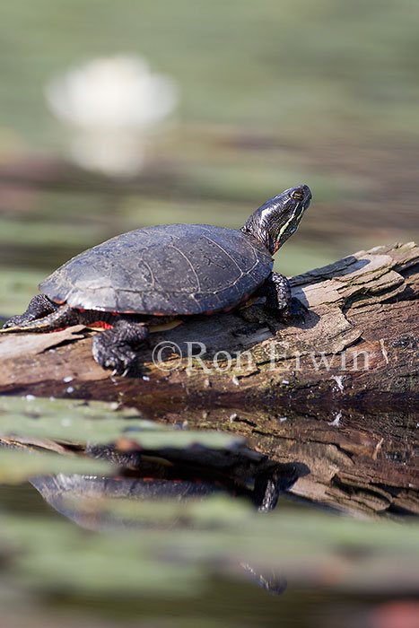Midland Painted Turtle