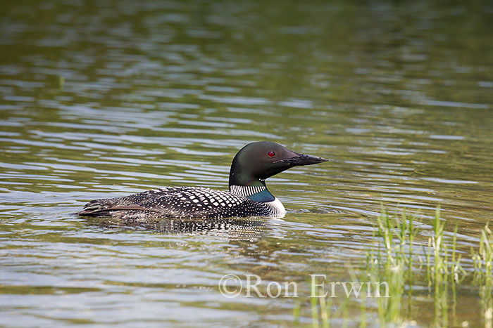 Common Loon