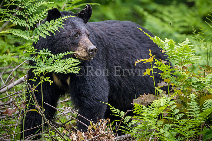 Female Black Bear