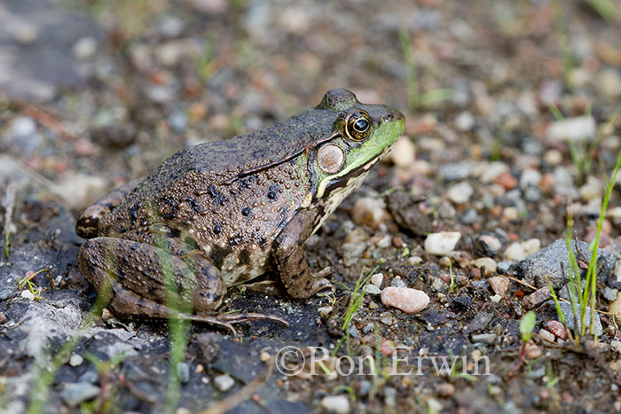 Green Frog