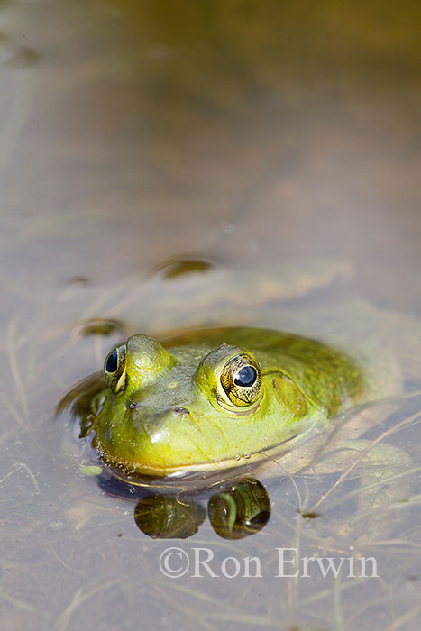Male Bullfrog