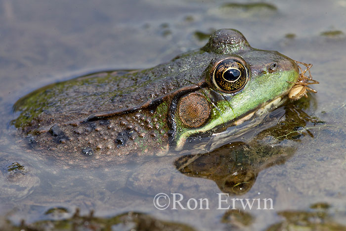 Green Frog with Spider