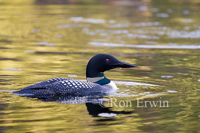 Common Loon
