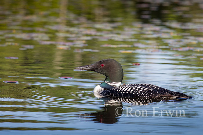 Common Loon