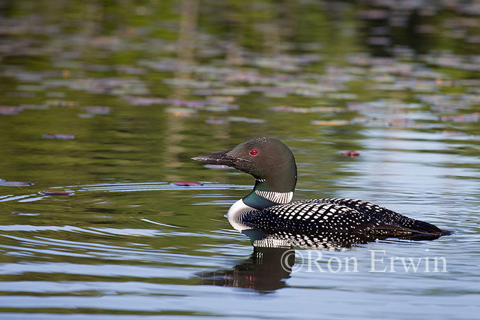 Common Loon