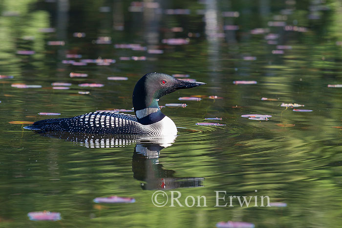 Common Loon