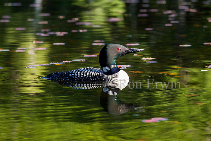 Common Loon