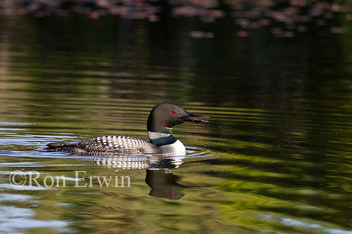 Common Loon
