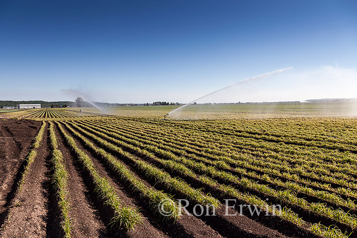 Holland Marsh Fields