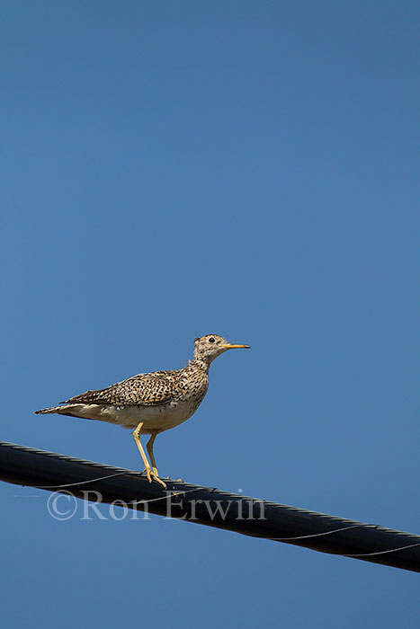 Upland Sandpiper