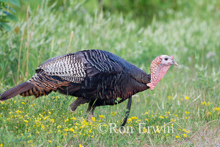 Wild Turkey
