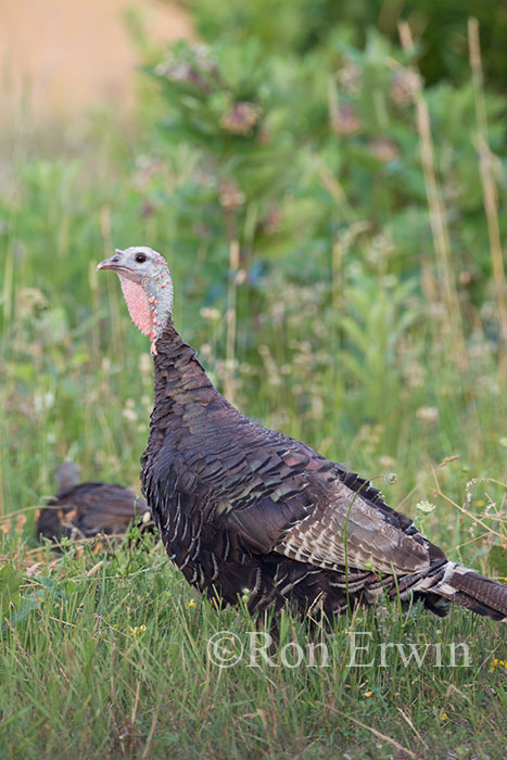 Wild Turkey