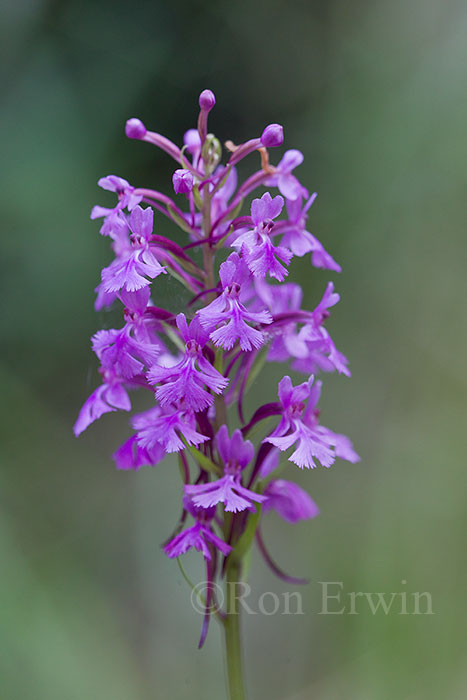 Small Purple Fringed Orchid