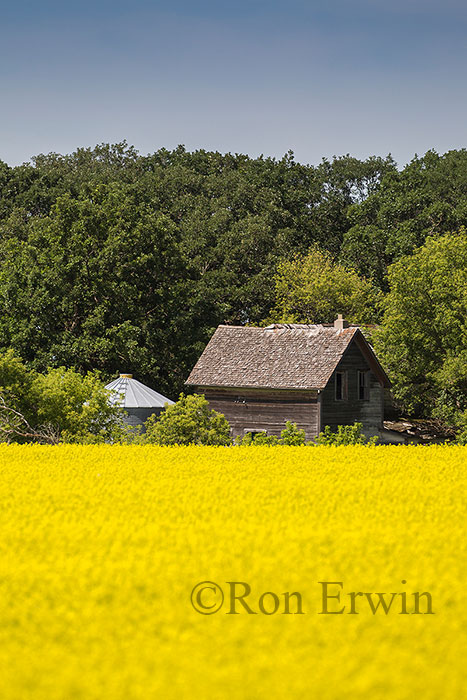 Canola and Abandoned Building