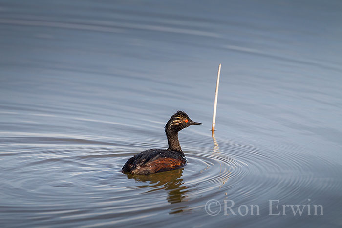 Eared Grebe Adult