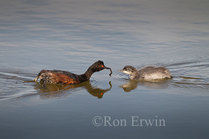 Eared Grebe Adult with Young