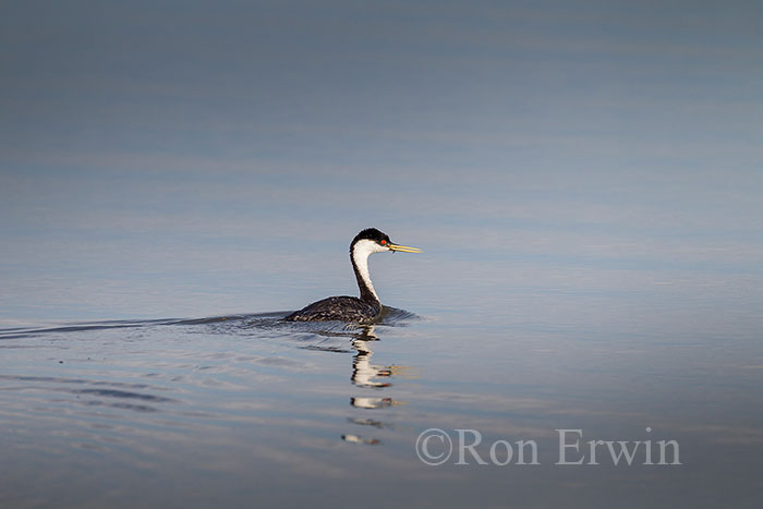 Western Grebe Adult