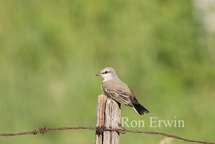 Western Kingbird