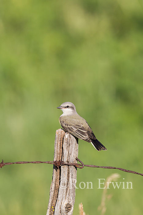 Western Kingbird