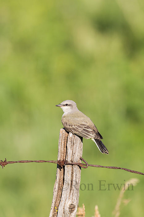 Western Kingbird