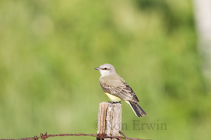 Western Kingbird