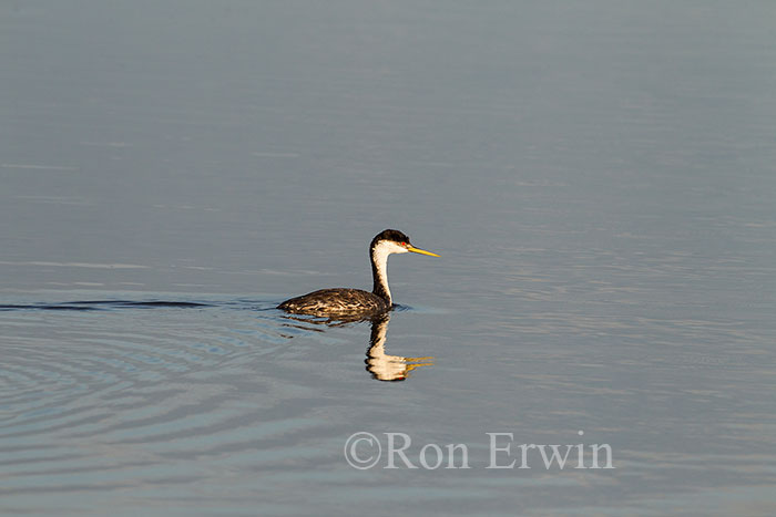 Western Grebe Adult