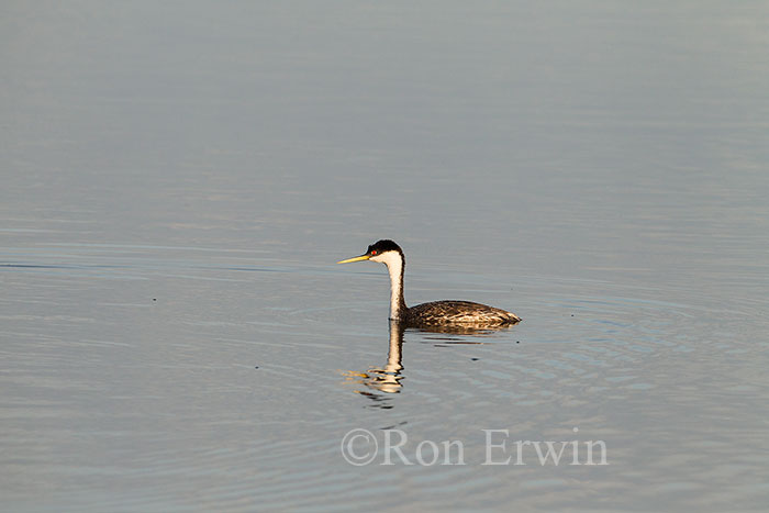 Western Grebe Adult