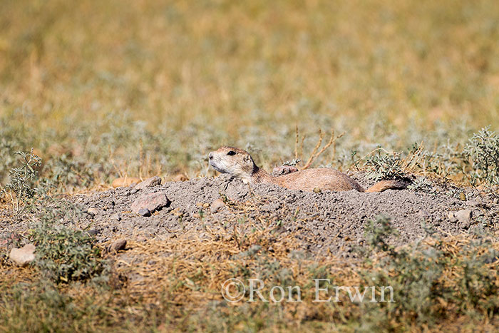 Black-tailed Prairie Dog