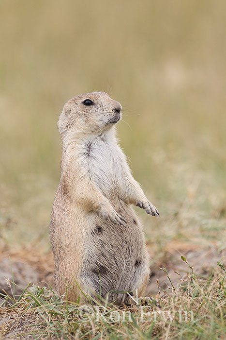 Black-tailed Prairie Dog