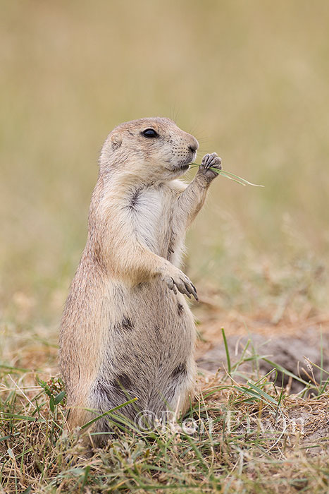 Black-tailed Prairie Dog