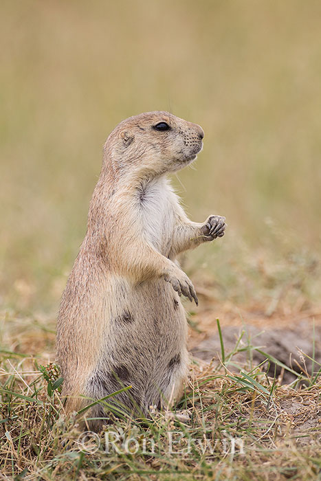 Black-tailed Prairie Dog