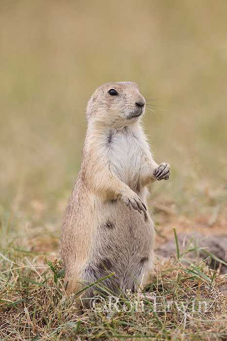 Black-tailed Prairie Dog