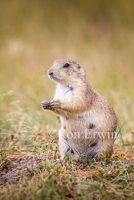 Black-tailed Prairie Dog