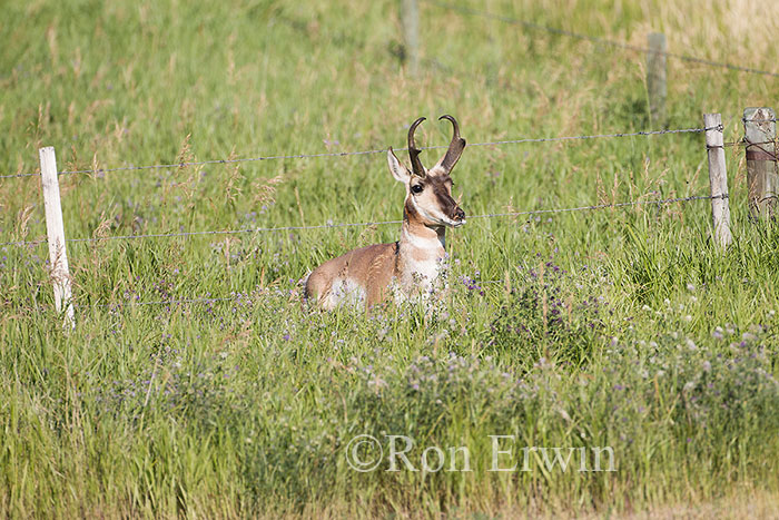 Male Pronghorn