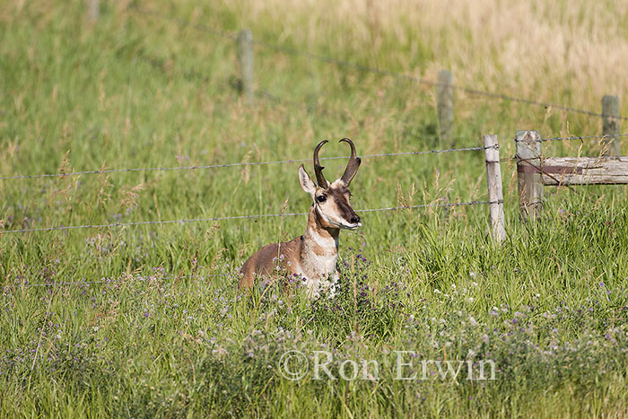 Male Pronghorn