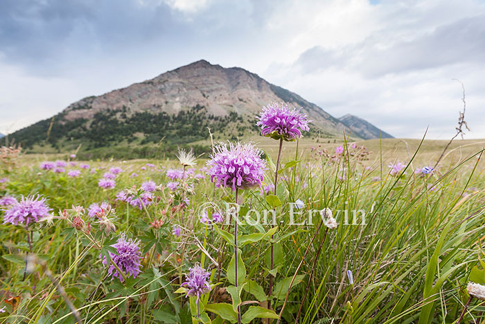 Waterton Lakes National Park, AB
