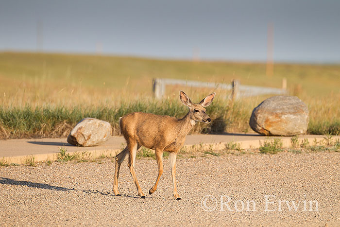 Mule Deer Doe